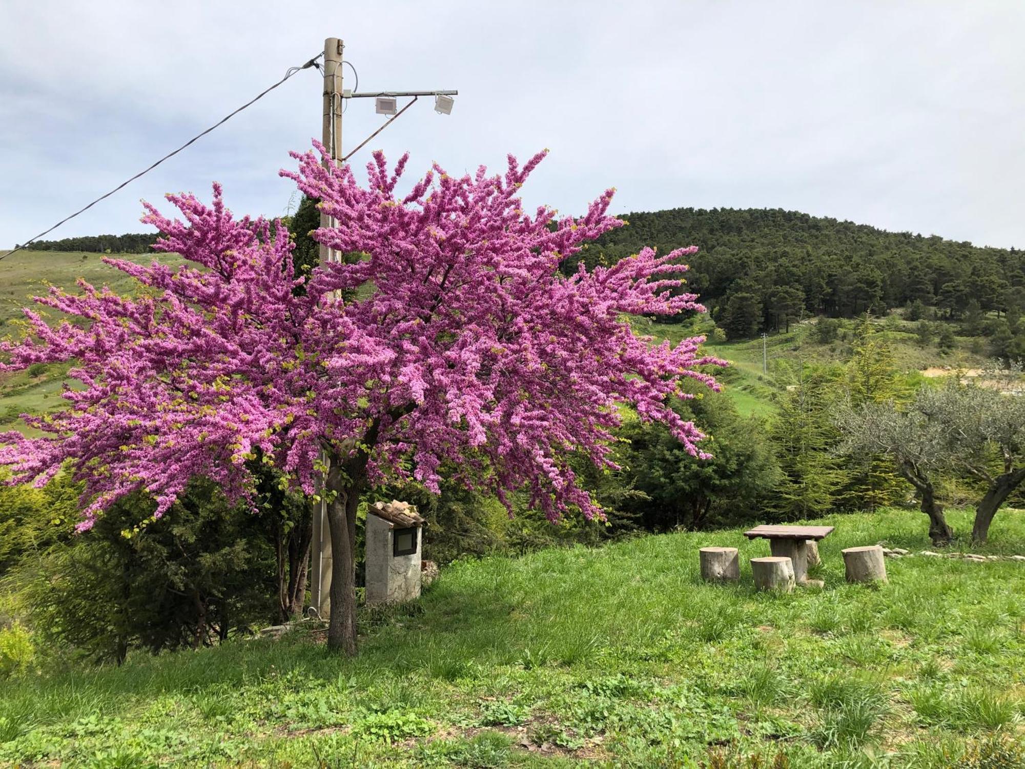 Agriturismo Serra Moneta Santo Stefano Quisquina المظهر الخارجي الصورة