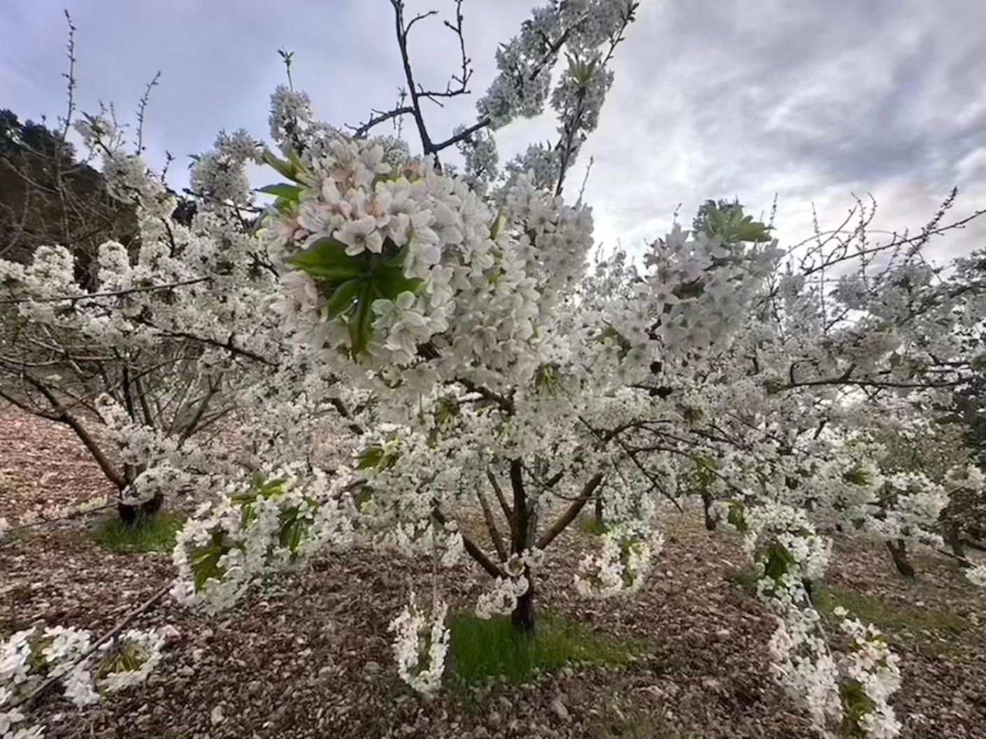 Agriturismo Serra Moneta Santo Stefano Quisquina المظهر الخارجي الصورة