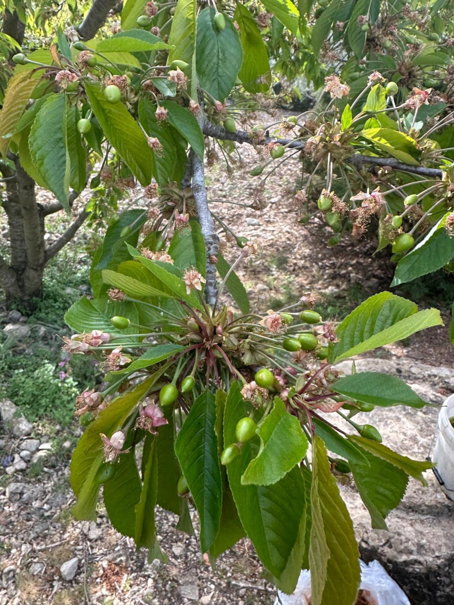 Agriturismo Serra Moneta Santo Stefano Quisquina المظهر الخارجي الصورة