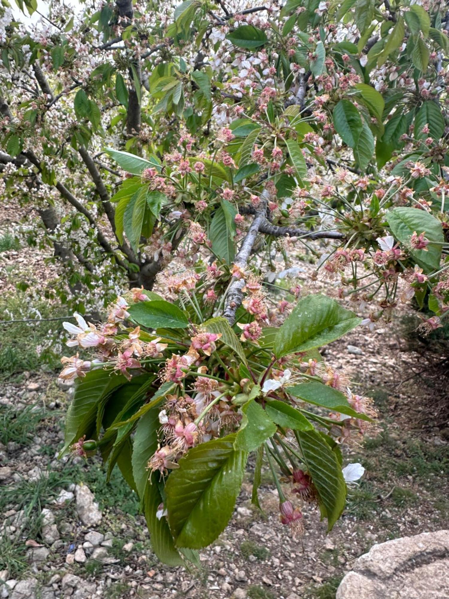 Agriturismo Serra Moneta Santo Stefano Quisquina المظهر الخارجي الصورة