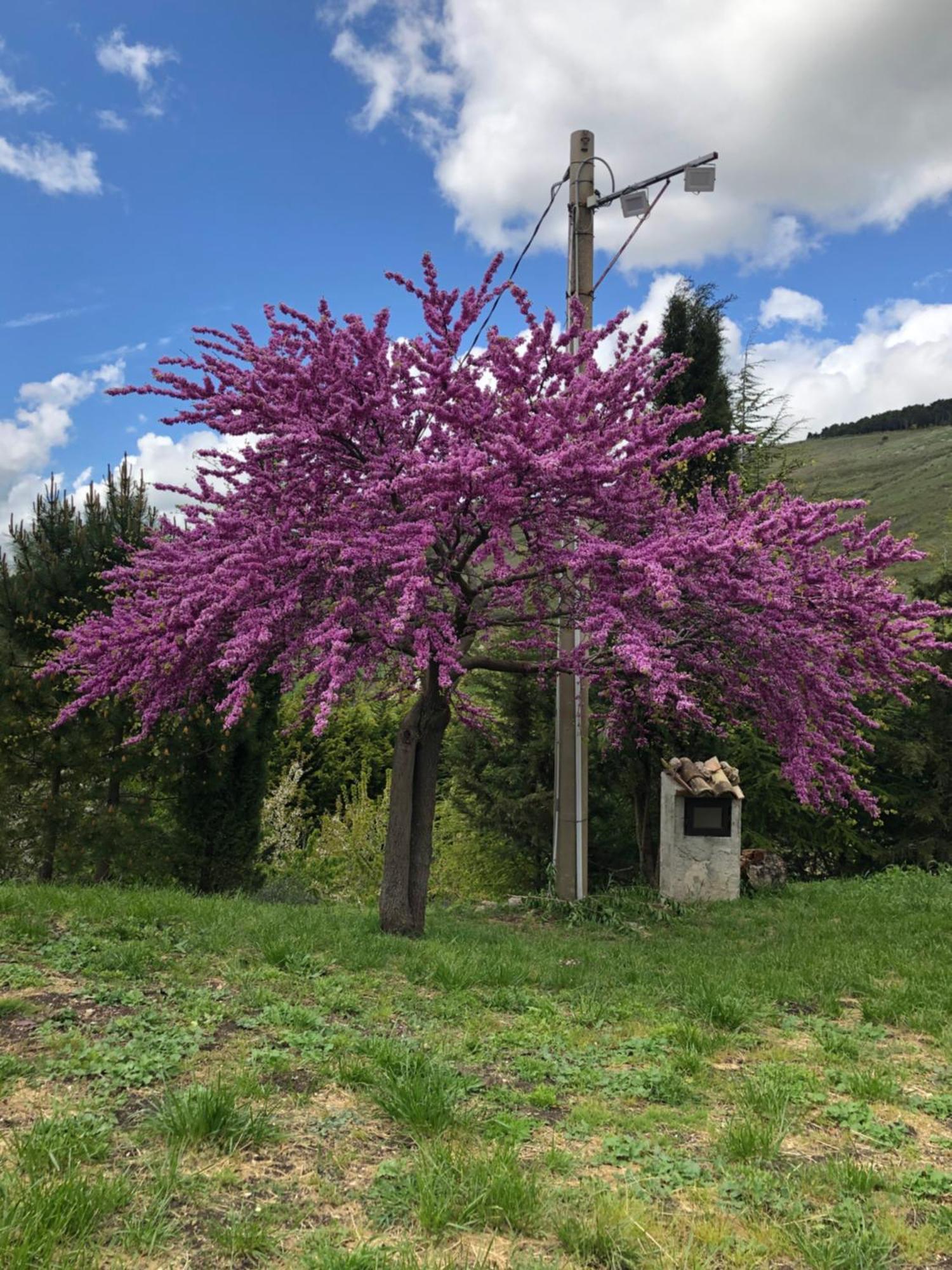 Agriturismo Serra Moneta Santo Stefano Quisquina المظهر الخارجي الصورة