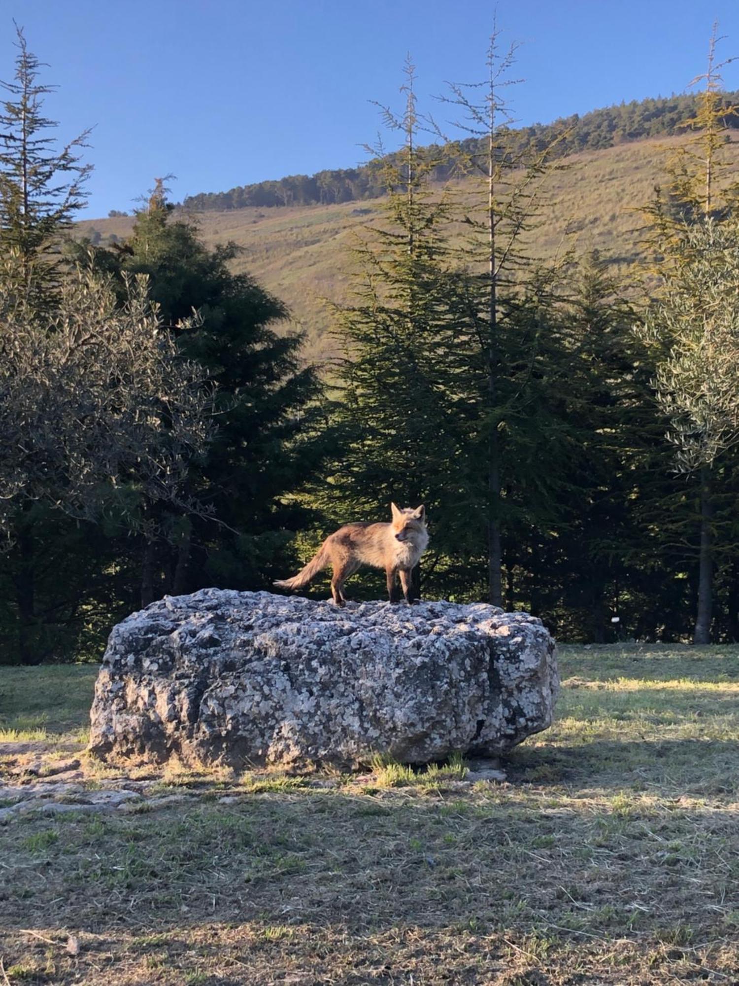Agriturismo Serra Moneta Santo Stefano Quisquina المظهر الخارجي الصورة